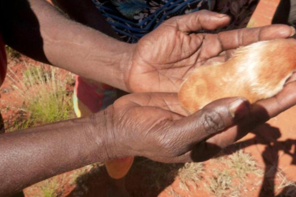 Удивительное открытие: золотой крот Де Винтона снова найден