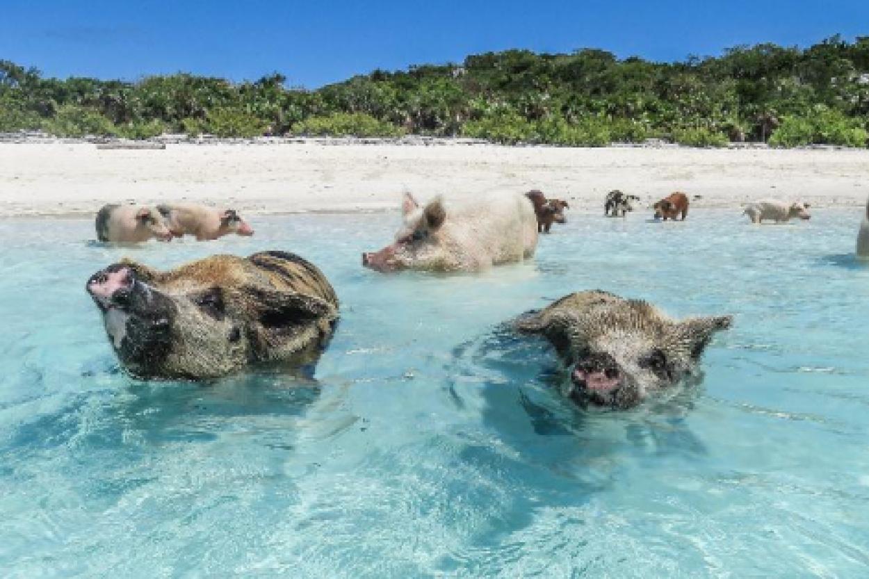 Пиг-Айленд: Остров свиней, где животные наслаждаются жизнью