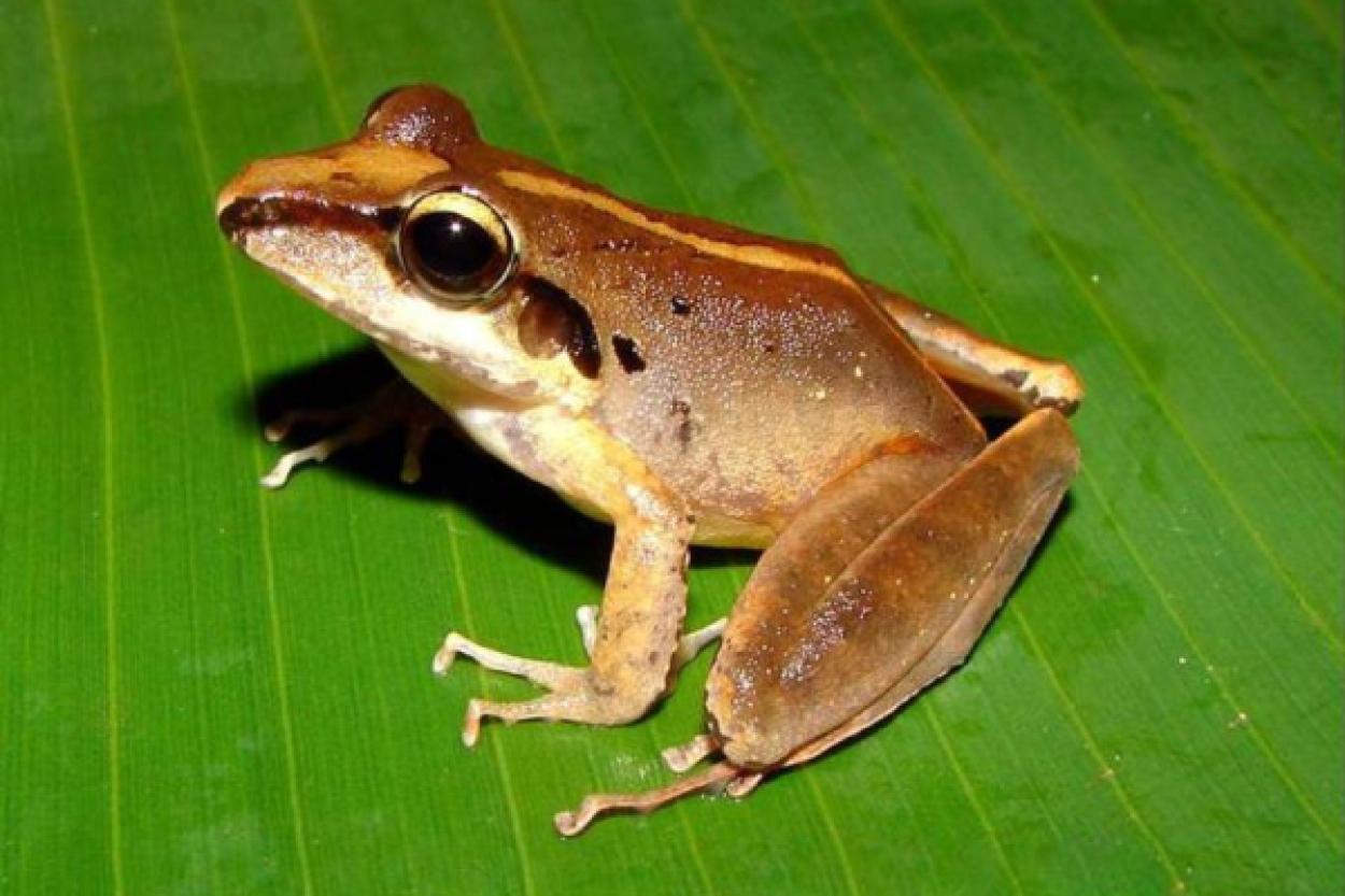 Загадочные предпочтения комаров: почему они выбирают нос лягушек?