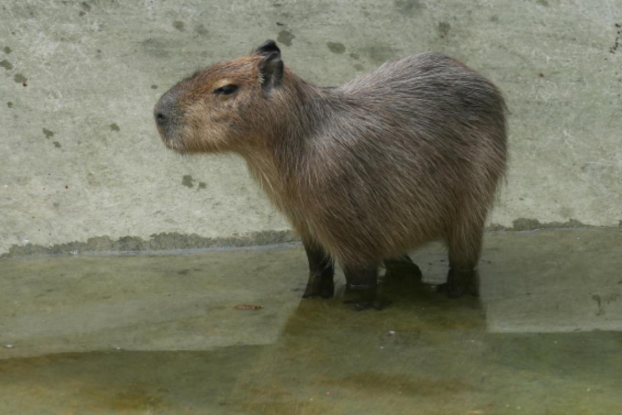 Загляните в мир капибар: увлекательная жизнь под прицелом камер