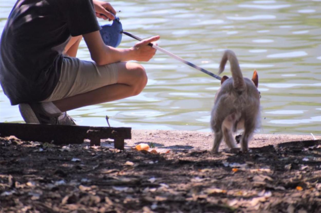 Почему кошки не любят воду? Удивительные факты о питомцах