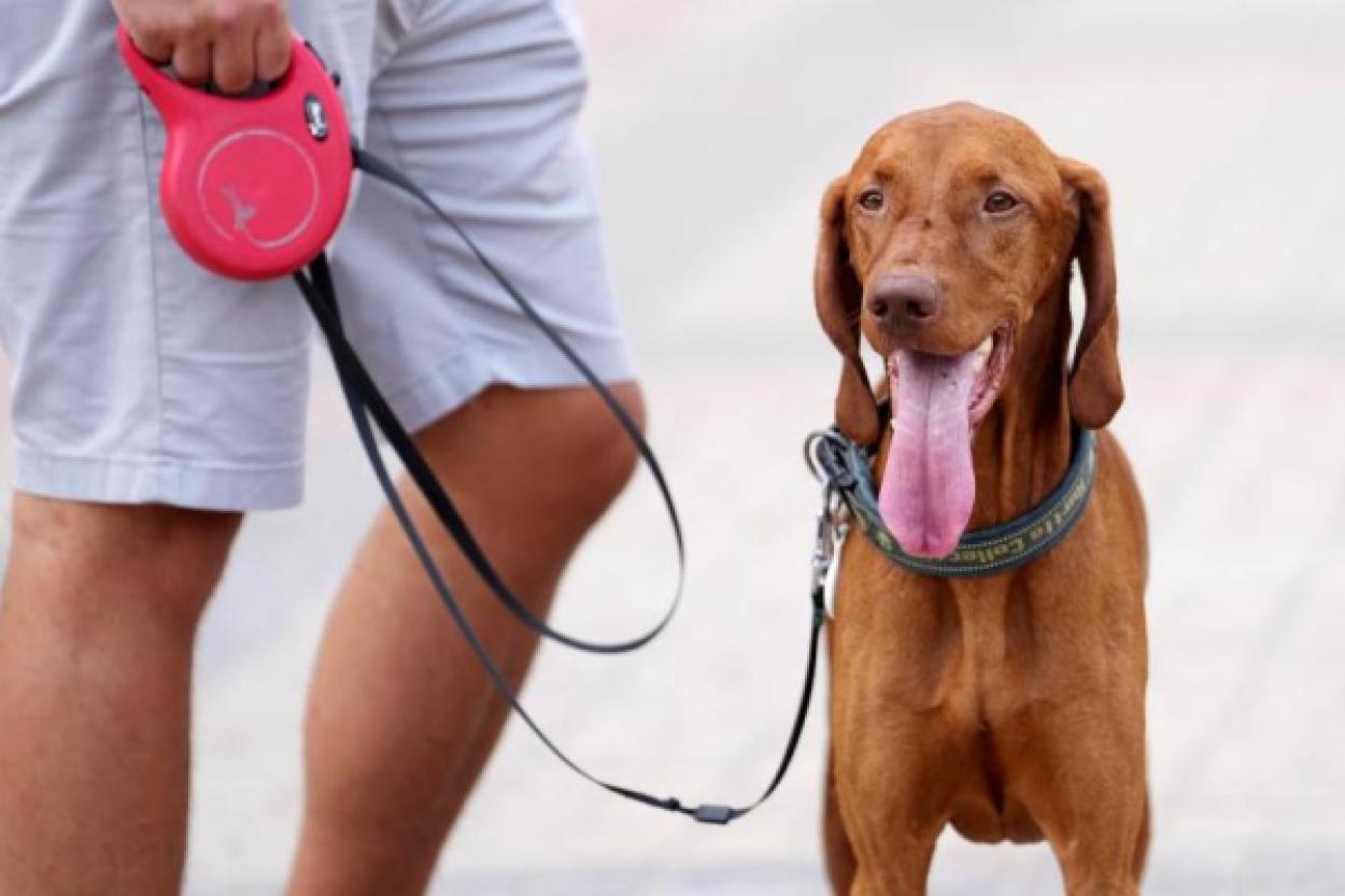 Как выбрать идеального щенка: советы и тесты для любителей собак