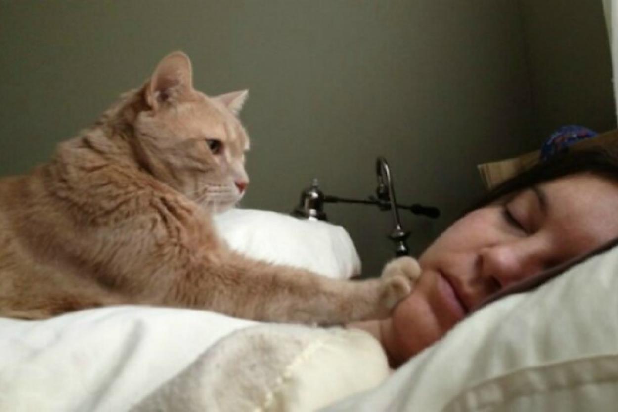 Почему ваша кошка будит вас по утрам и как с этим справиться с любовью