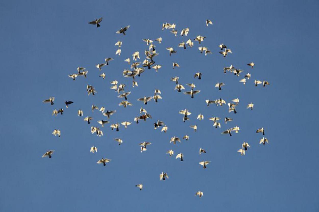 Птицы и их сны: что происходит в мире пернатых во время ночного отдыха?