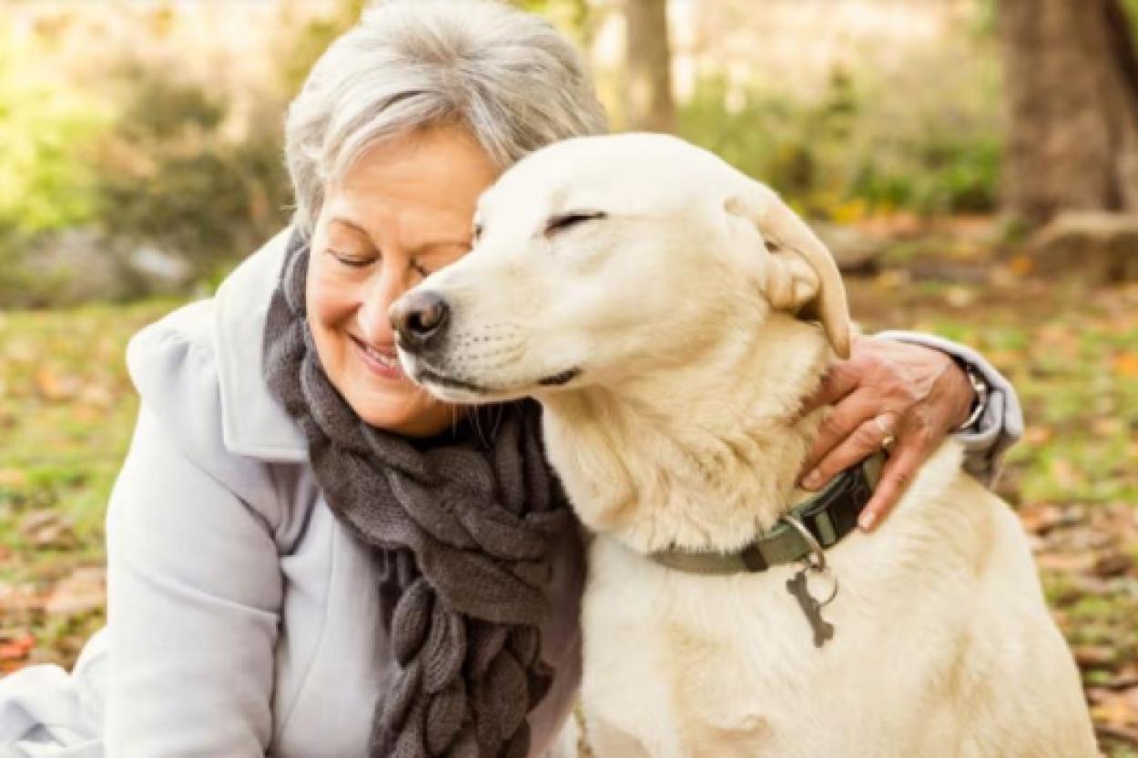 Собаки – наши верные спутники на пути к ясному разуму: как питомцы защищают от деменции