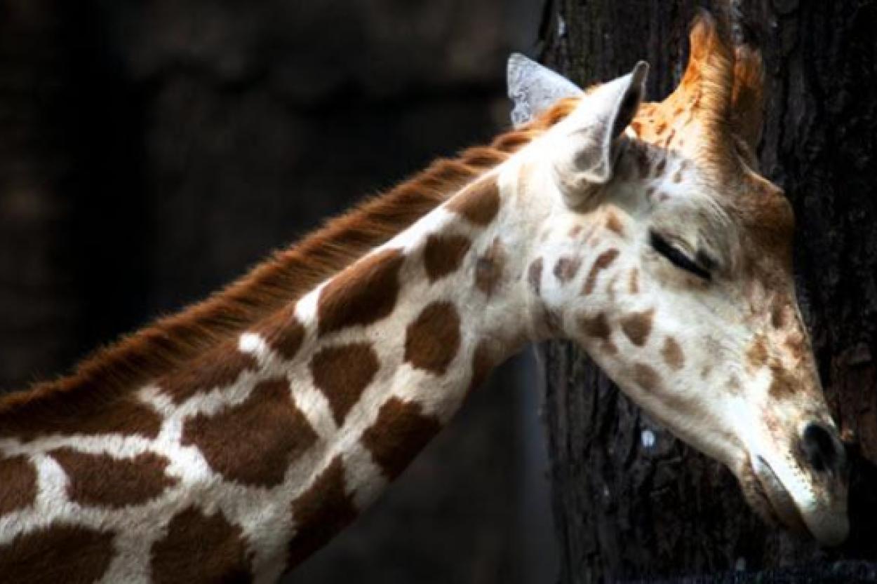 Могут ли жирафы чувствовать тошноту? Давайте разберемся