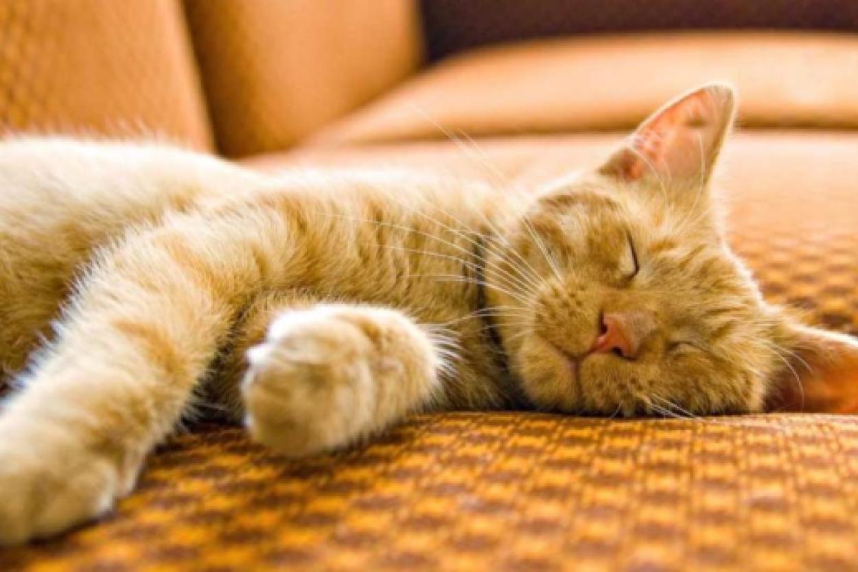 Как долго кошка сохраняет память о своем хозяине