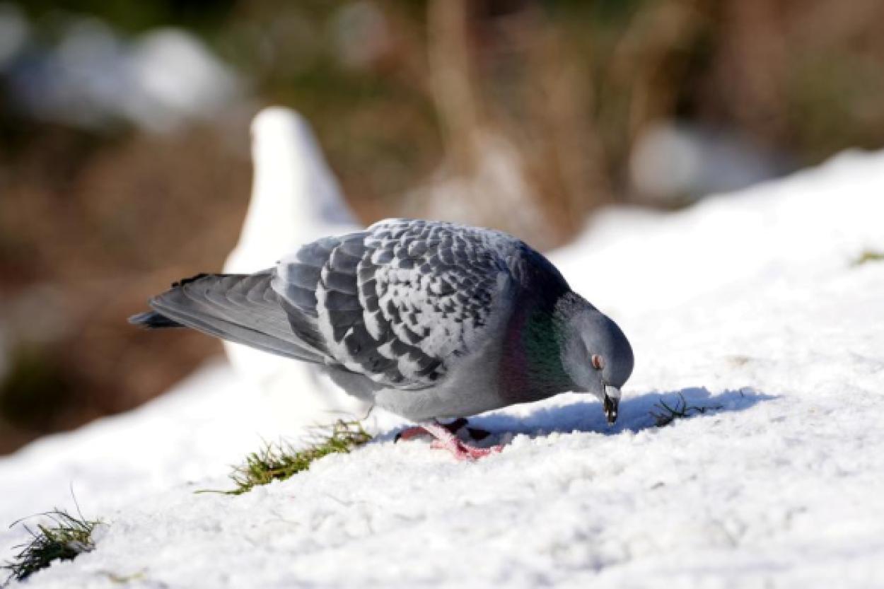Как голуби передвигаются, а воробьи подпрыгивают