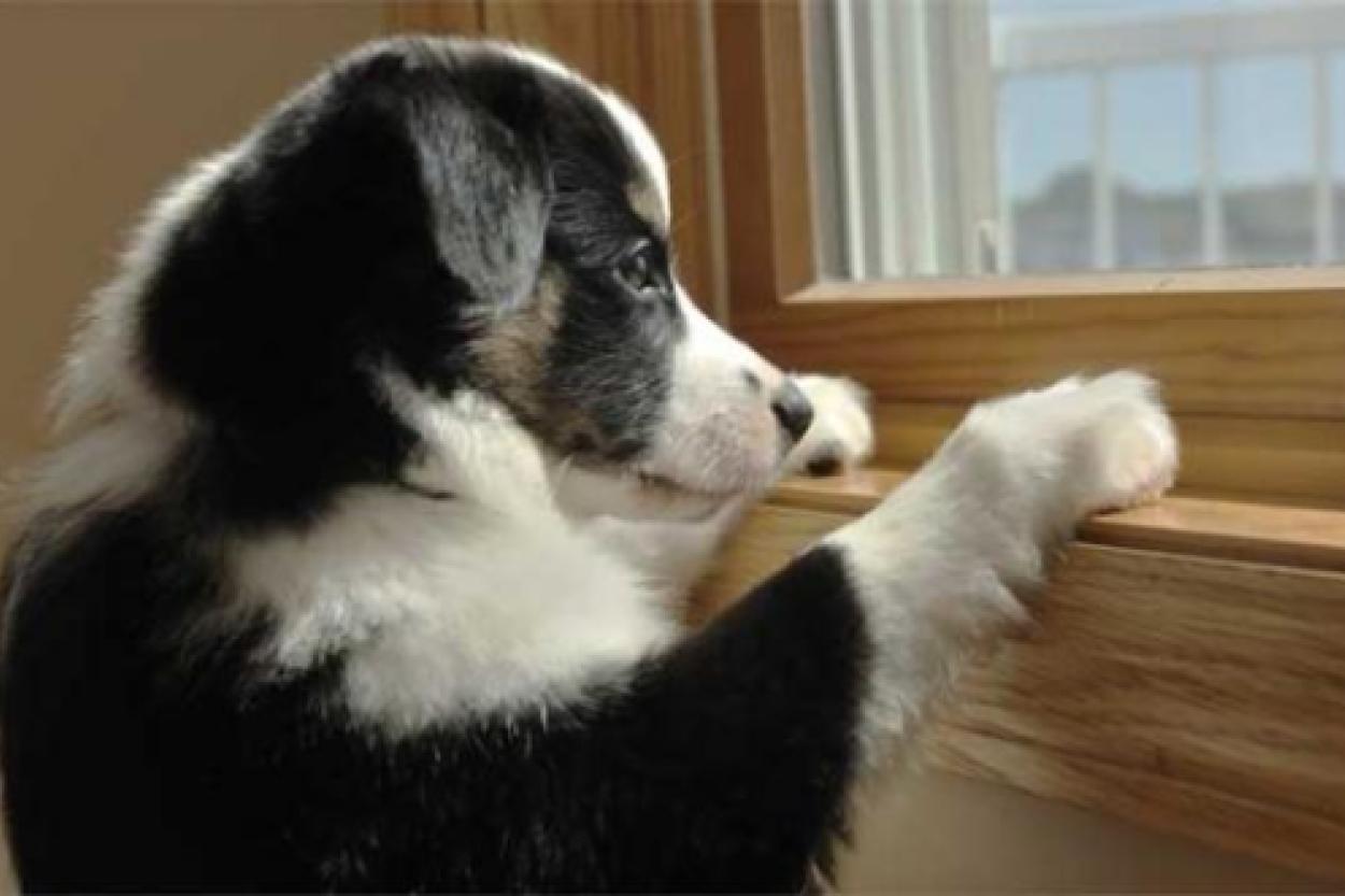 Собака ест снег: опасно ли это?