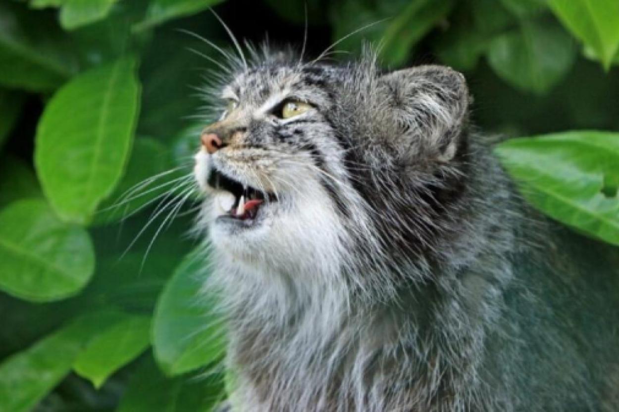 Как распознать настроение кошки по её мурлыканью