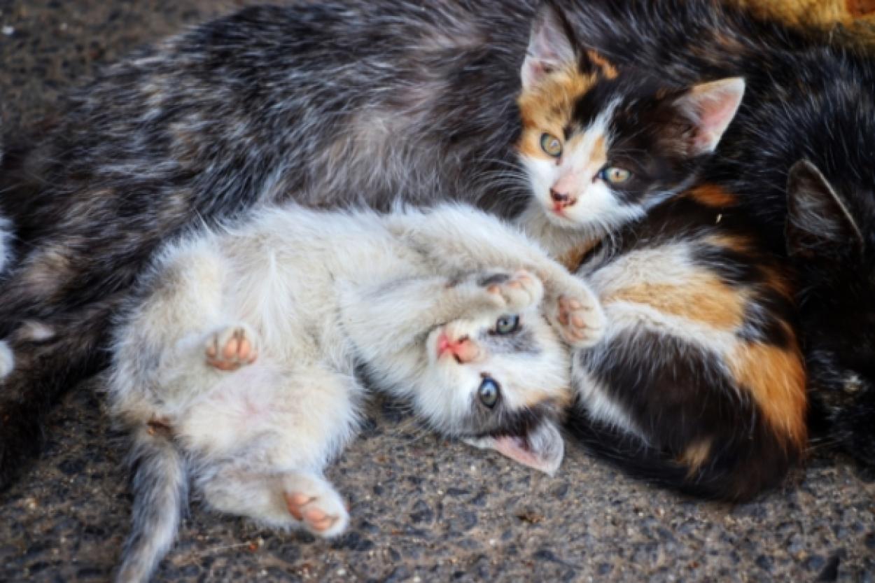 Почему котята в одном помёте выглядят по-разному?