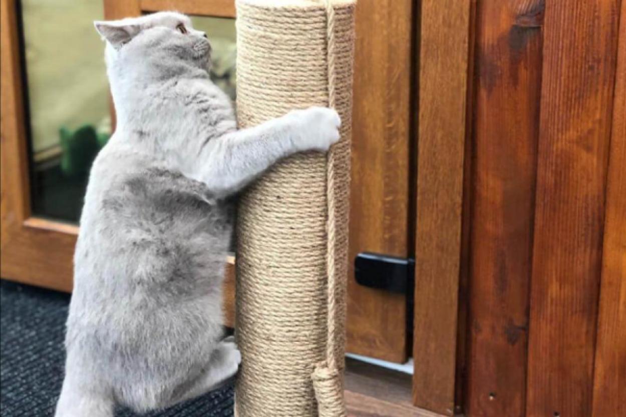 Алкоголь и питомцы: советы ветеринара