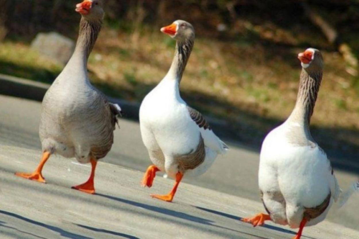 Гуси против собак: кто лучше охраняет наш дом