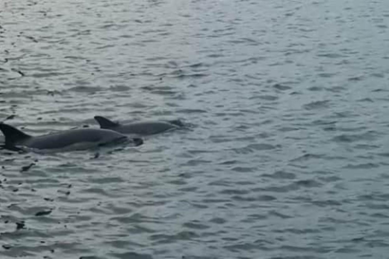 Дельфины в Копенгагене: неожиданные гости в водах Дании