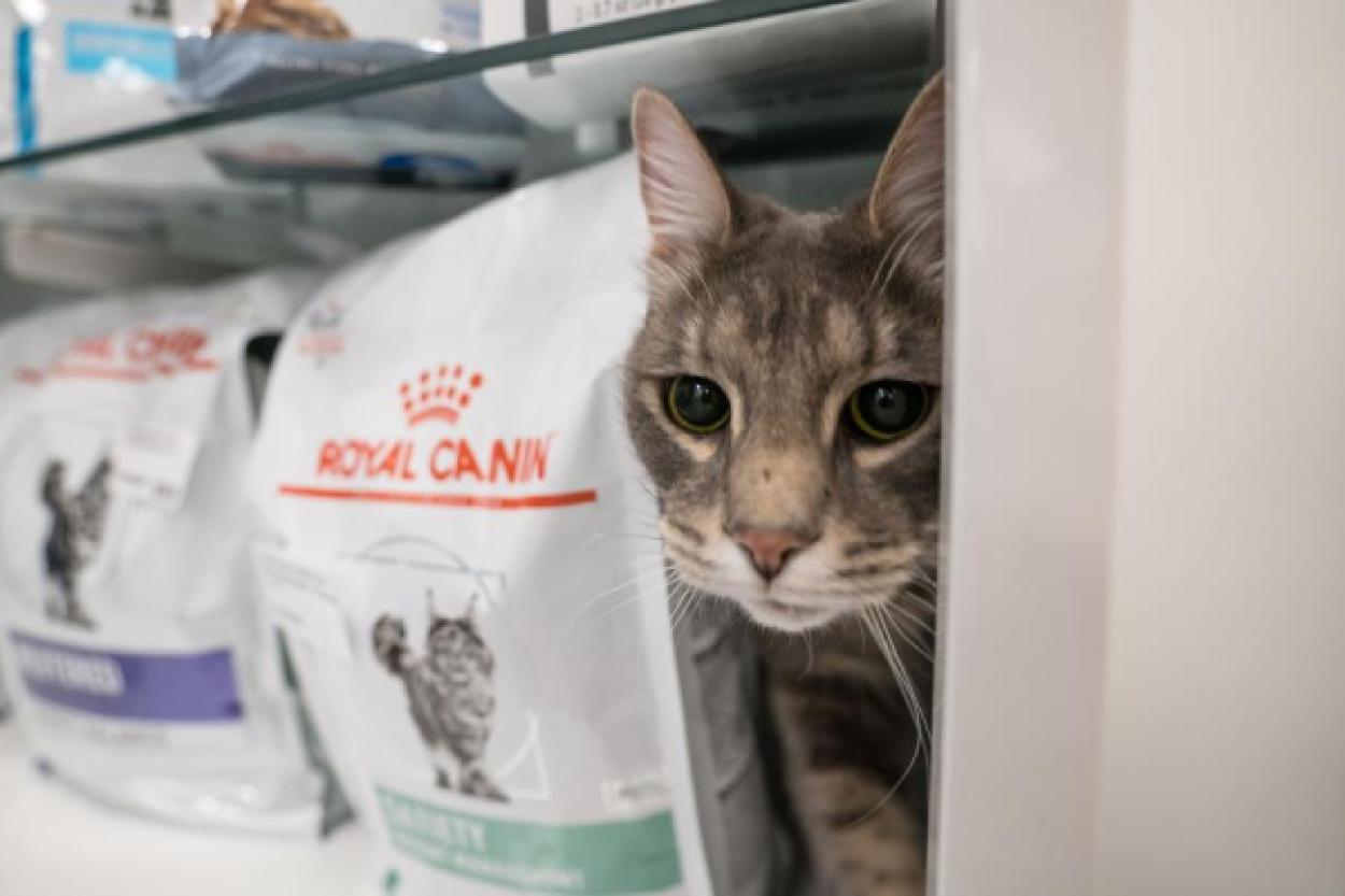 Разница между кормами экономкласса и премиум-сегмента: мнение эксперта