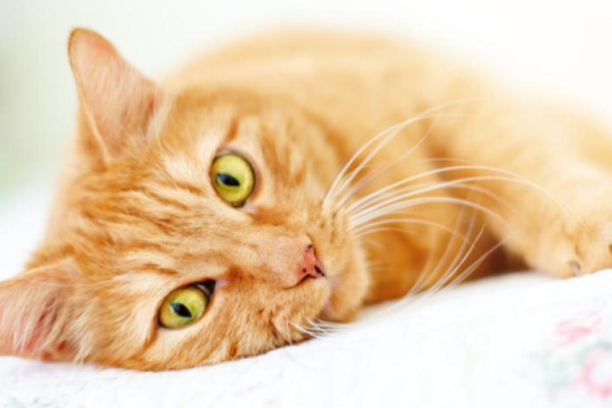 Кошки и собачьи игры: как пушистые исследователи устанавливают свои правила