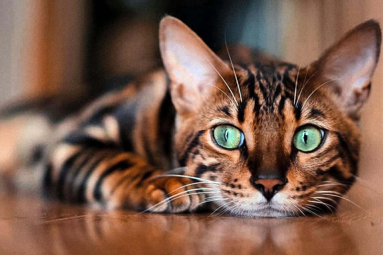 Кошки в Китае: древние связи, о которых мы не знали