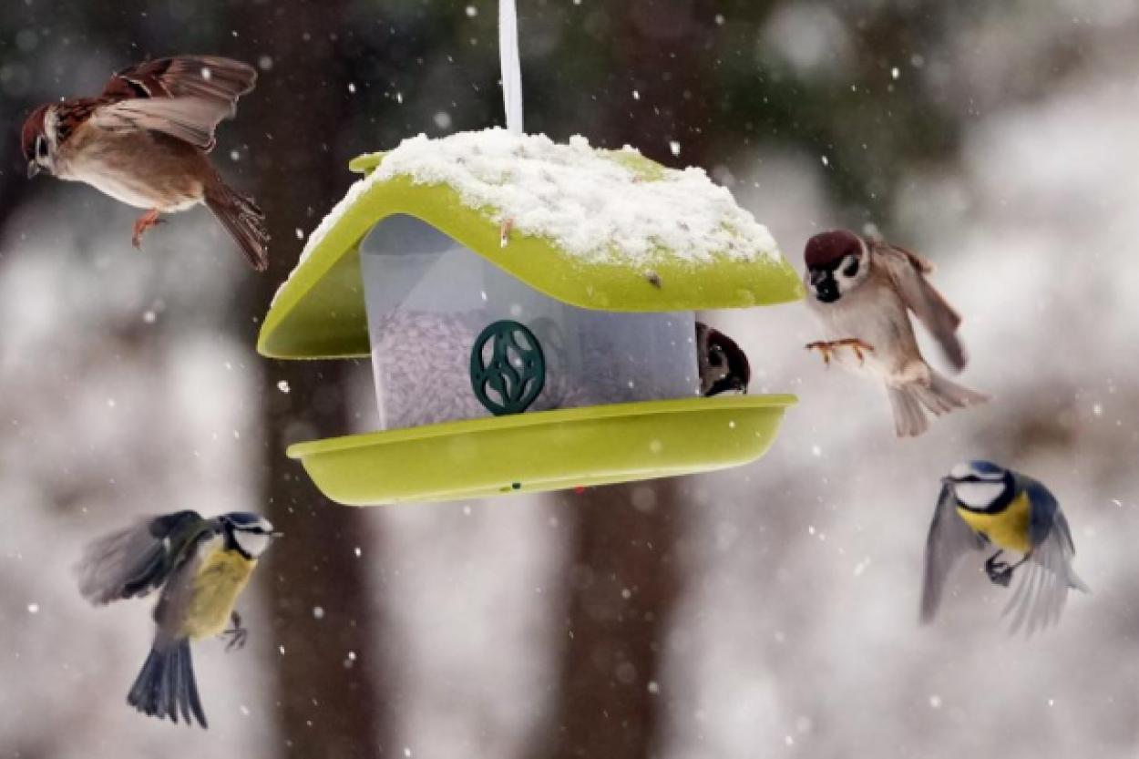 Как сделать так, чтобы птицы прилетали к вашей кормушке