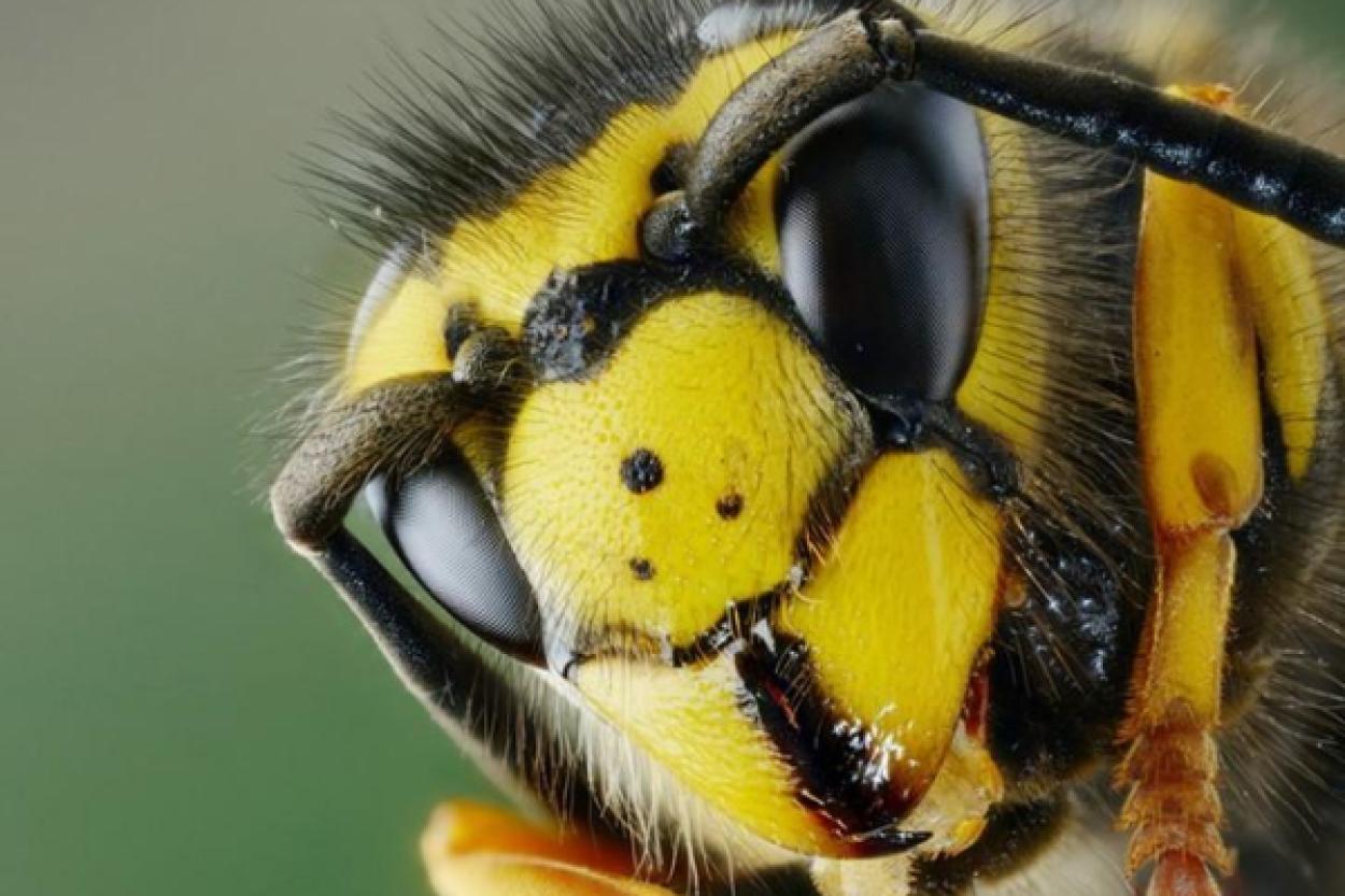 Сколько глаз у пчелы?