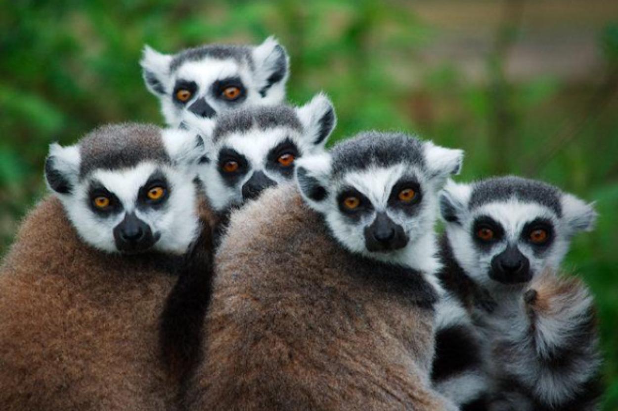 Лемуры и их взгляд на нас: пять интересных фактов о животных с высоким интеллектом