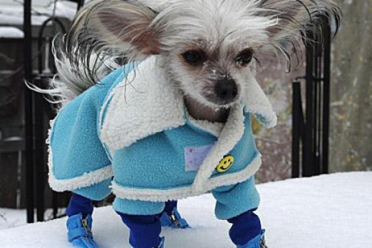 Как заботиться о здоровье голых собак в холодное время года