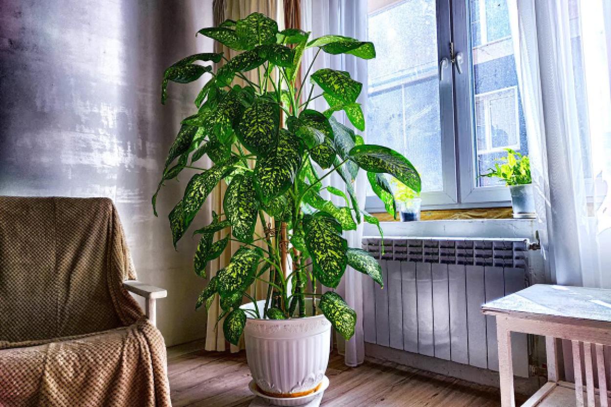 Топ-3 растения, от которых лучше избавиться в зимний период