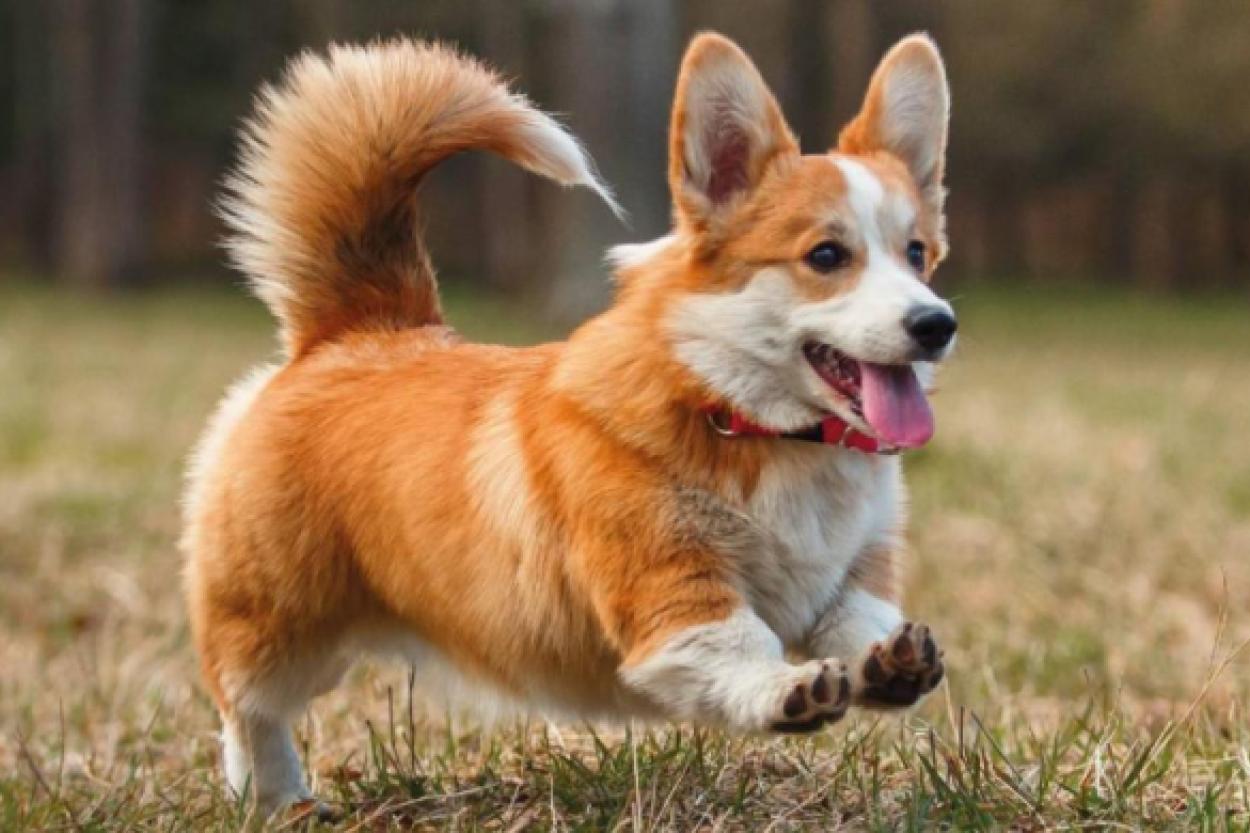 Запах собаки: что он может рассказать о здоровье вашего питомца