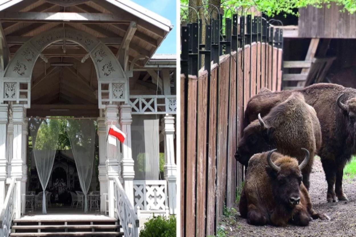 Беловежская пуща в Польше: место, где можно увидеть зубров в естественной среде