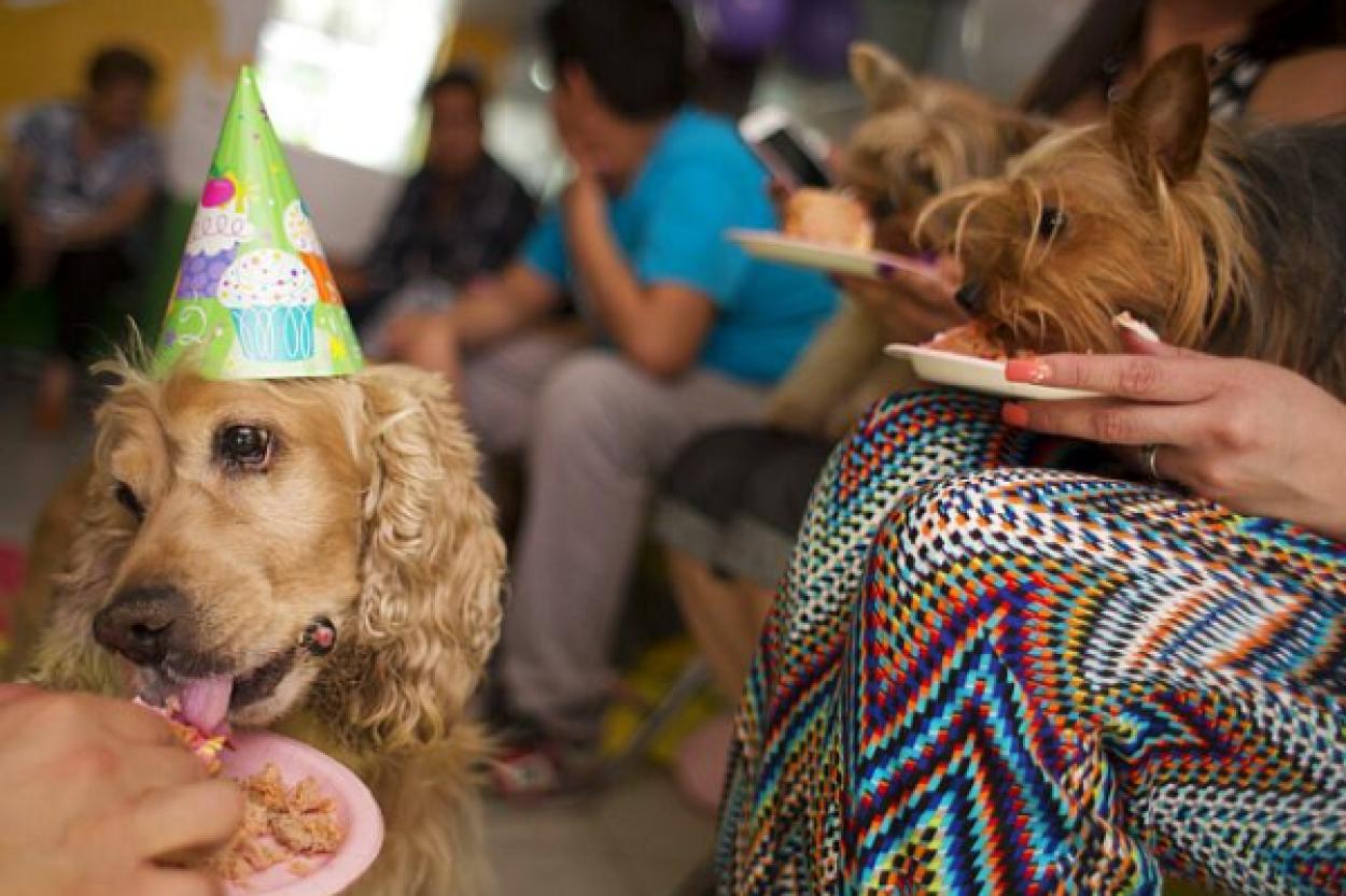 Великобритания: забота о питомцах и экологические последствия