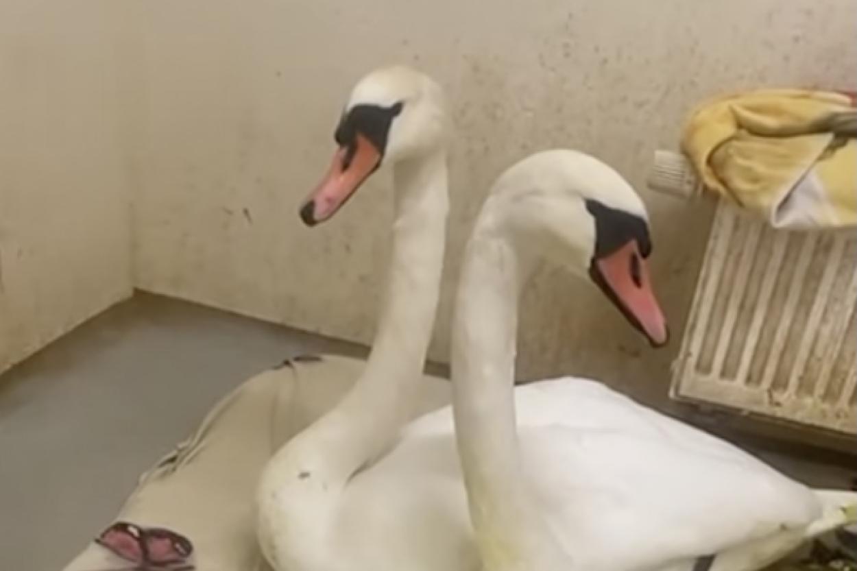 Неразлучные лебеди: история любви и преданности в Латвии