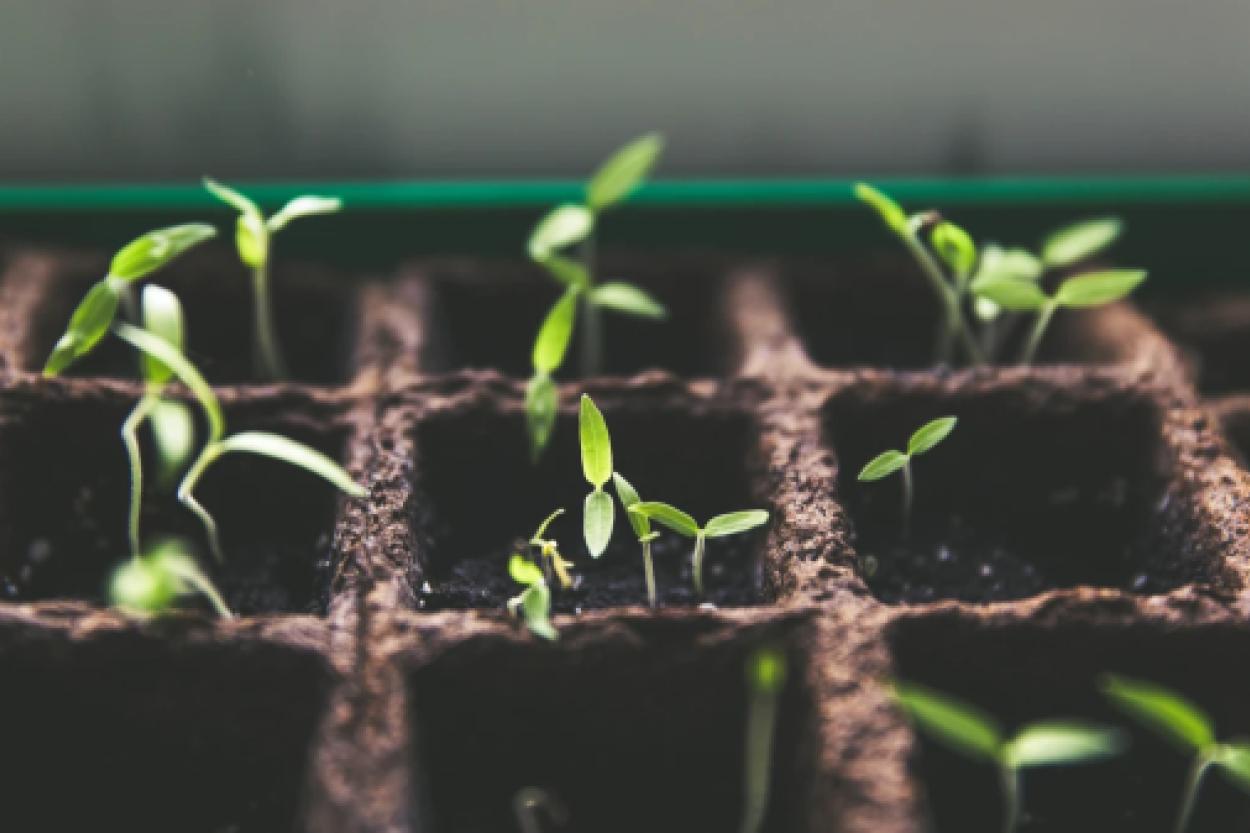 Как подготовиться к дачному сезону: советы для хорошего урожая