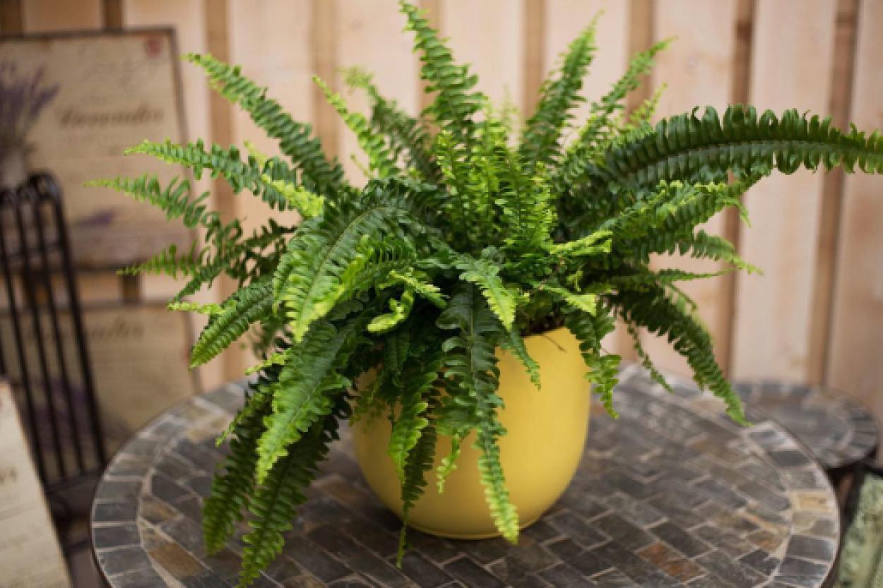 Аллергены в вашем доме: 5 комнатных растений, которые стоит заменить