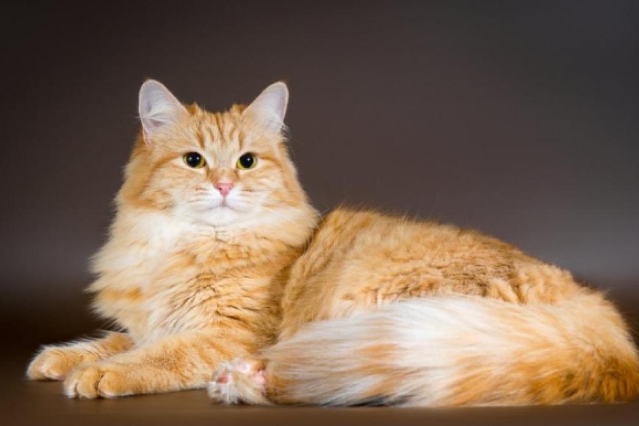 Как наладить общение с вашим котом: советы по установлению контакта