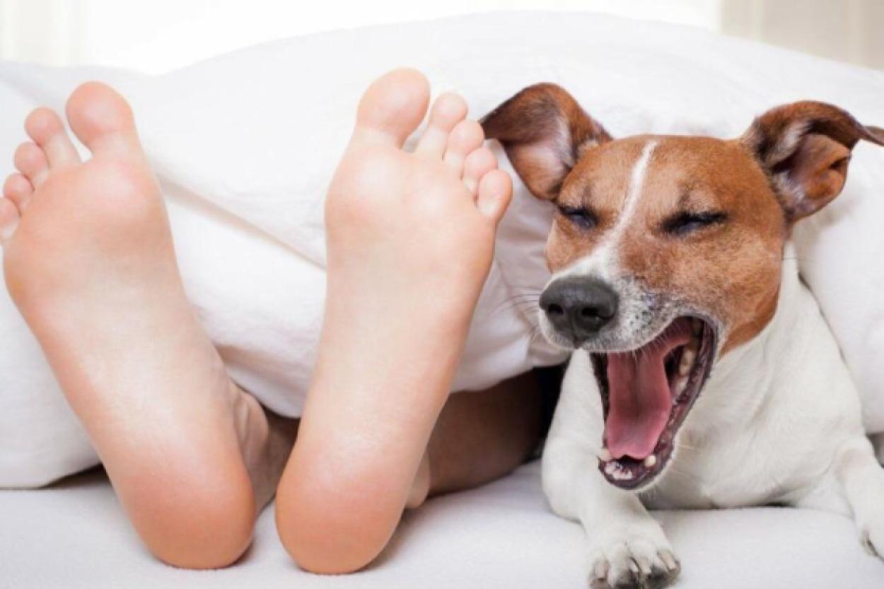 Что любят смотреть собаки по ТВ: результаты исследования