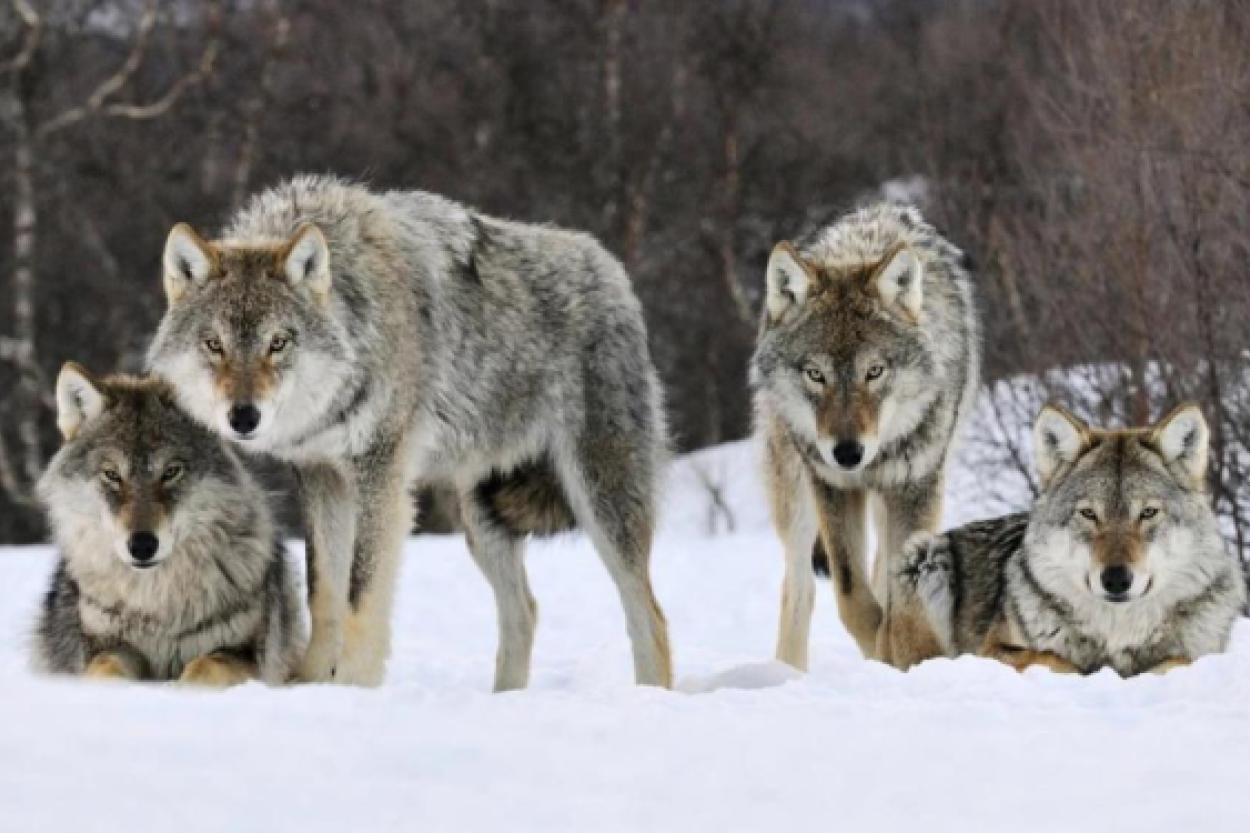 Аэропорт Римини закрыли из-за угрозы волчьей стаи