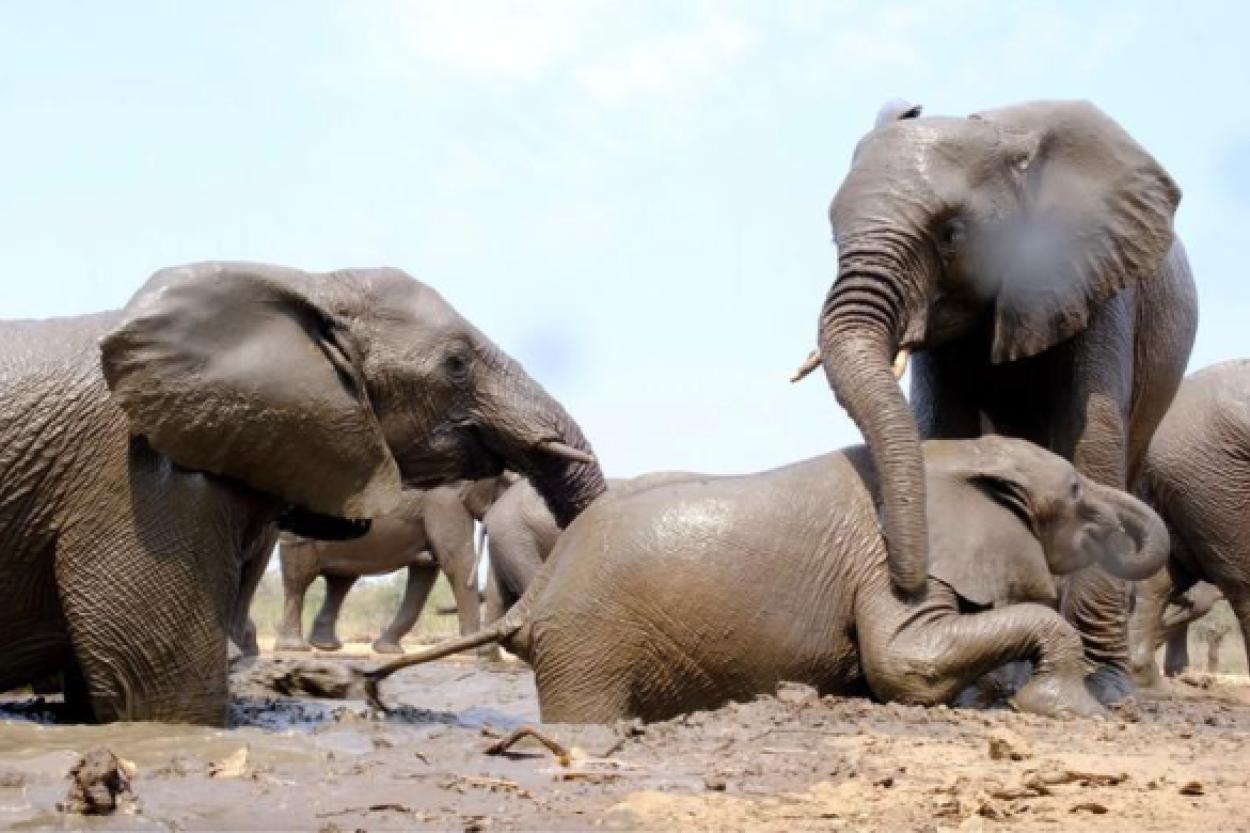 Почему беременность у слонов длится так долго