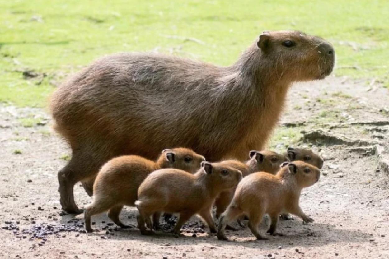 Присоединяйтесь к выбору имен для милых малышей капибар в Рижском зоопарке