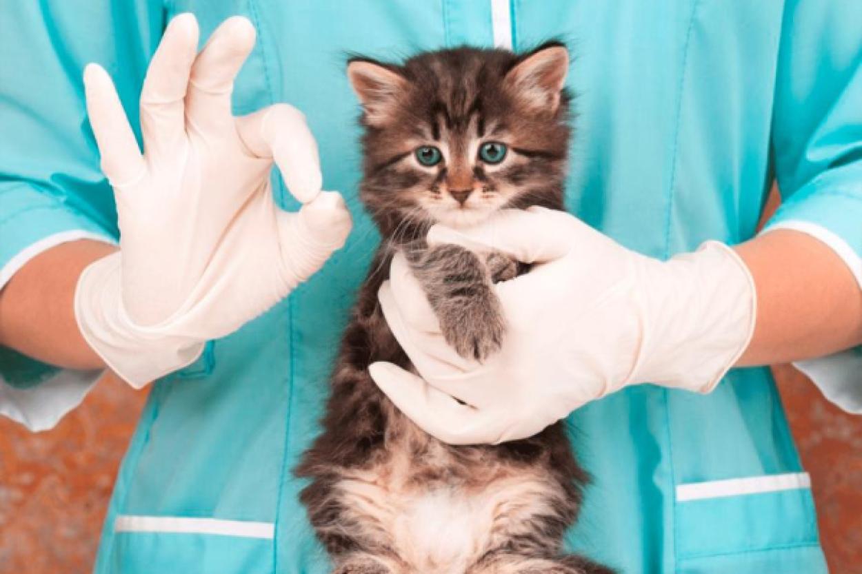 Группы крови у животных: есть ли они на самом деле