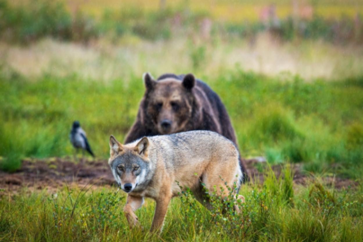 Кто самый удачливый хищник на планете?