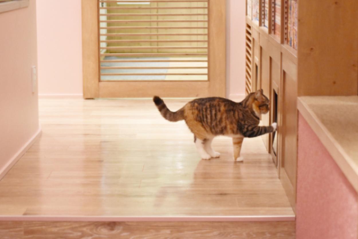 Почему коты не выносят закрытые двери