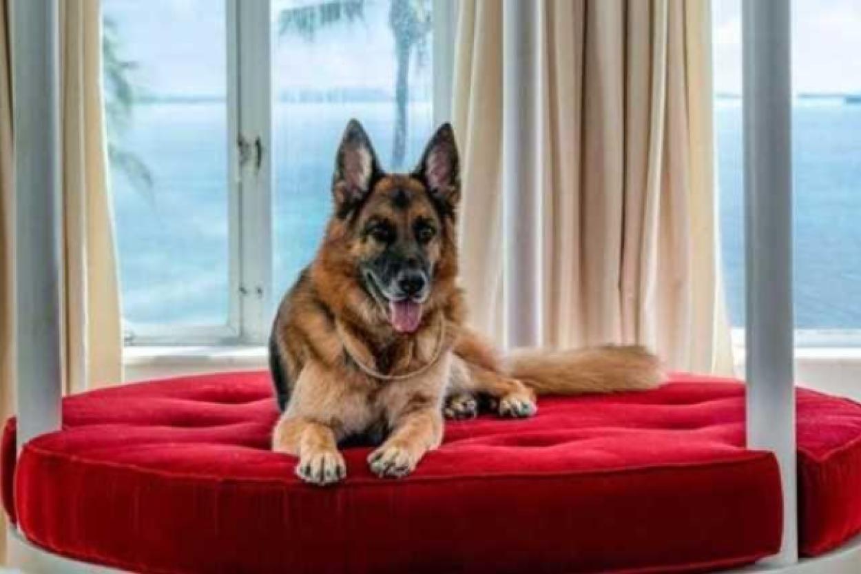 Усатые-хвостатые миллионеры: топ самых богатых животных в мире