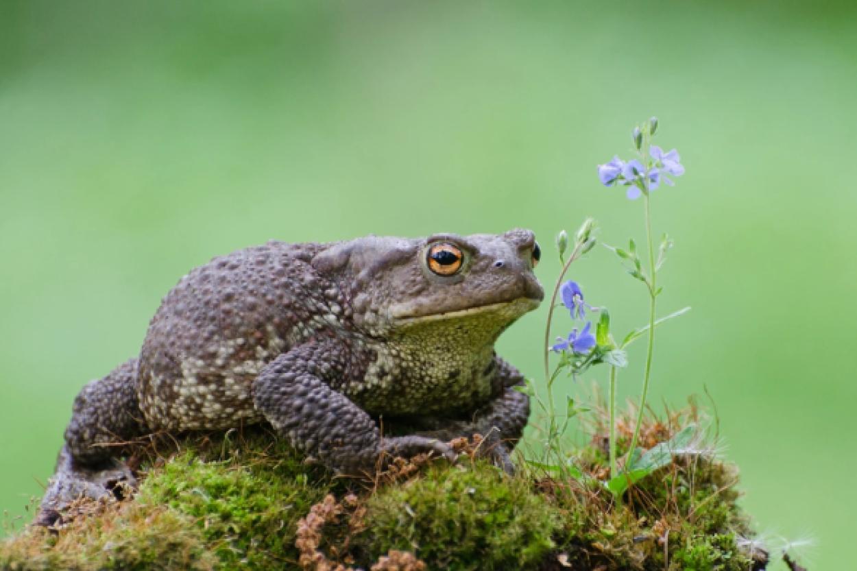 День семьи в Латвийском Национальном музее природы: знакомство с жабой обыкновенной