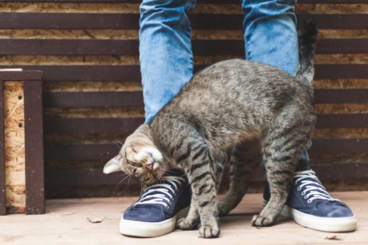 Ходит хвостиком: причины, по которым кошка сопровождает своего хозяина повсюду