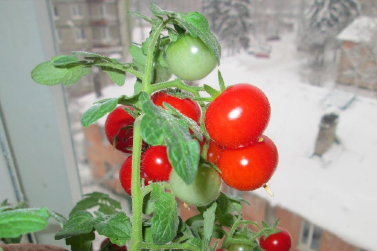Огород на подоконнике: как вырастить черри и зеленый лук зимой