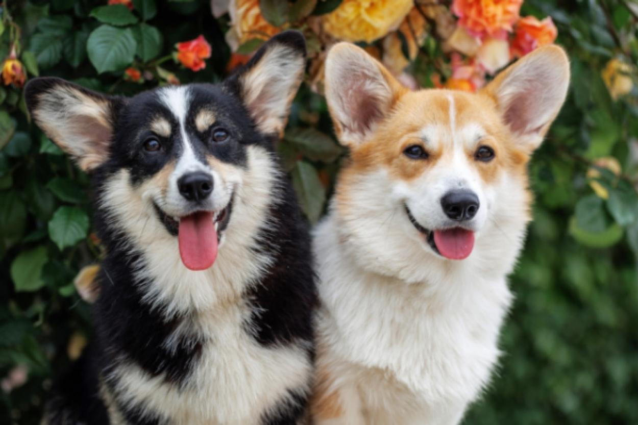 Исследования о взаимосвязи между собаками и их владельцами: как мордочки питомцев влияют на наше восприятие