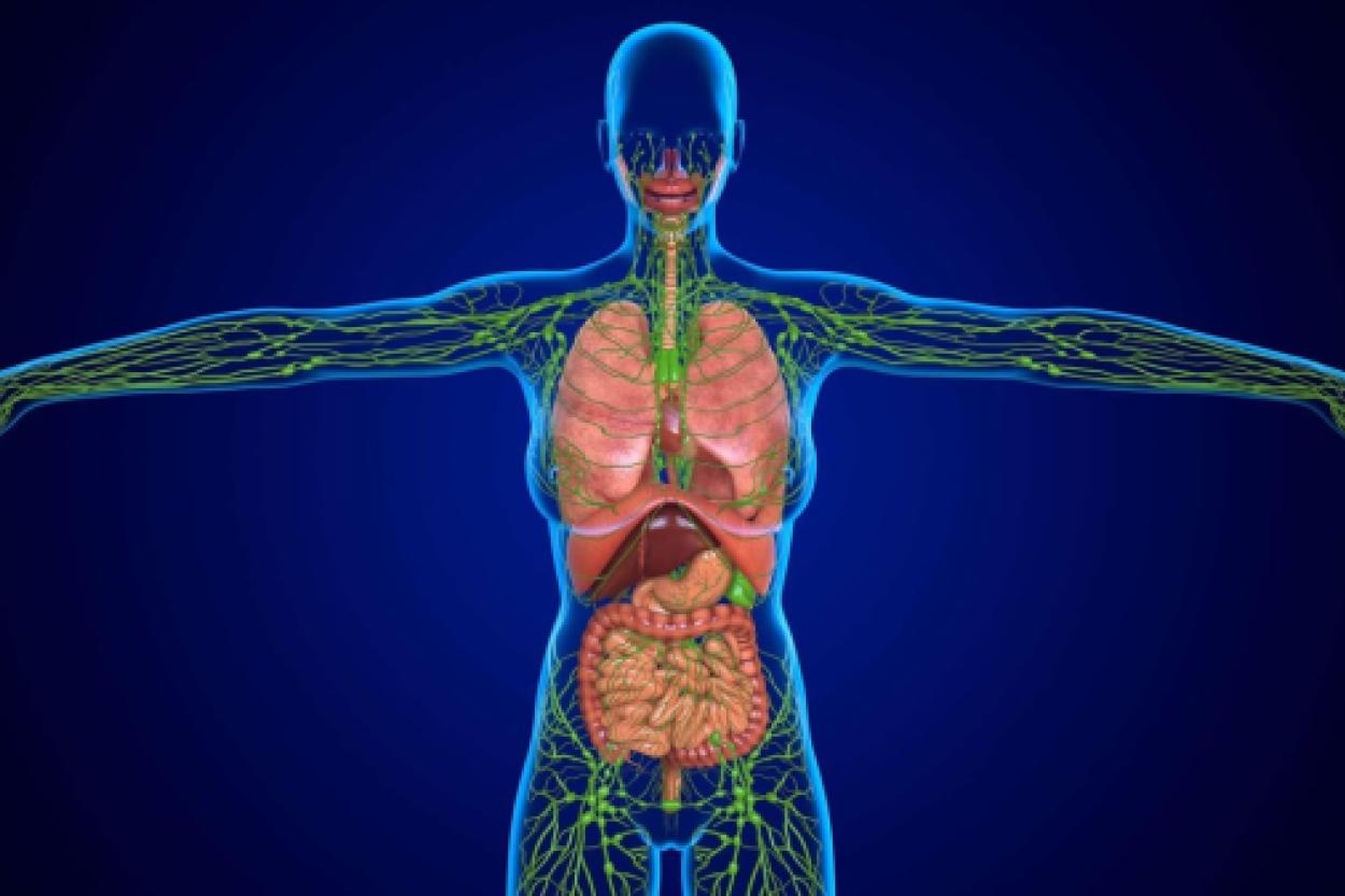 Лимфатическая система: важность и функции в нашем организме