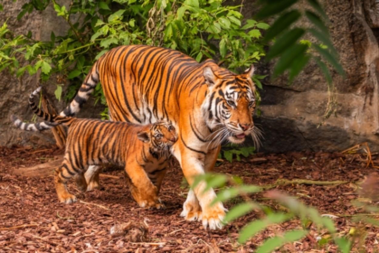 В какой стране водится больше всего диких тигров?