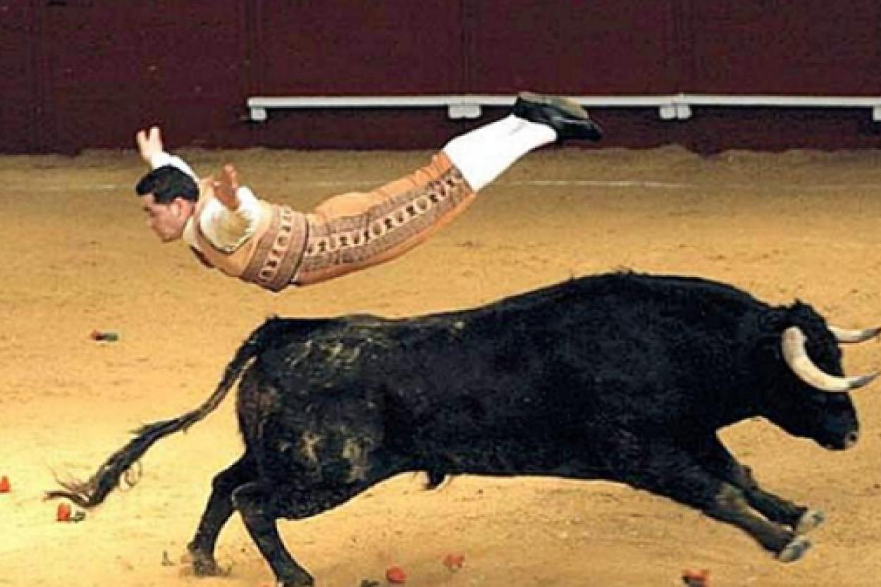 Быки и красный цвет: миф или правда?