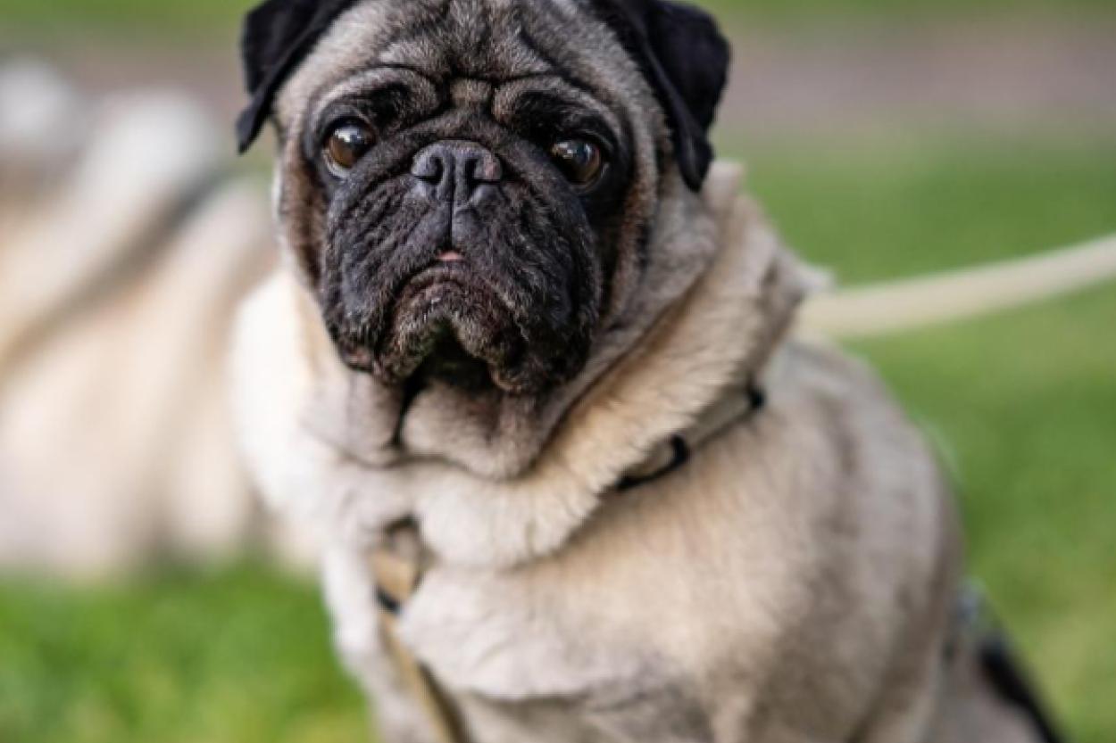 Распространение загадочной болезни среди собак в США: чем это опасно?