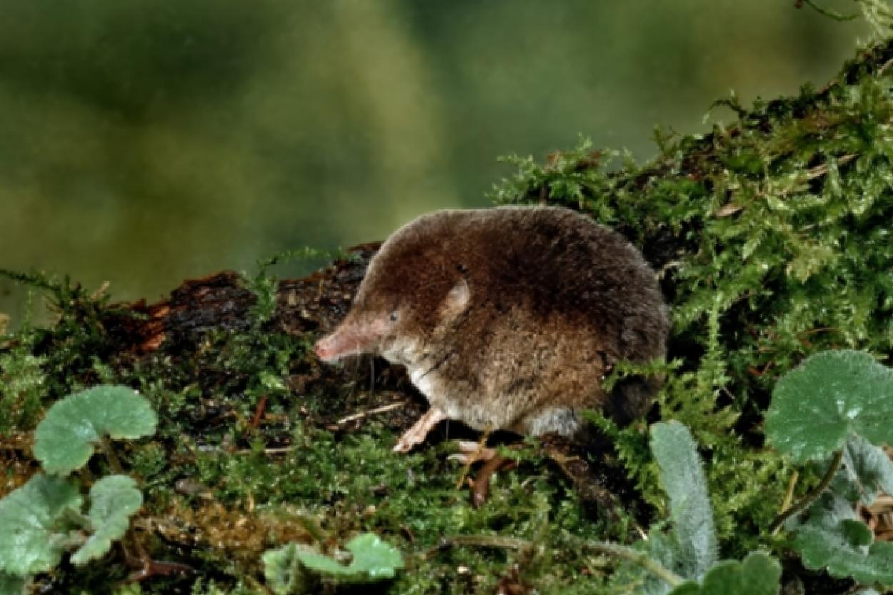 Мелкие млекопитающие уменьшают свой мозг, чтобы пережить зиму